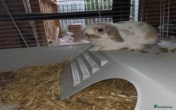 Dwarf Lop rabbits for sale: Boy dwarf mini pop and female lop - Image 3