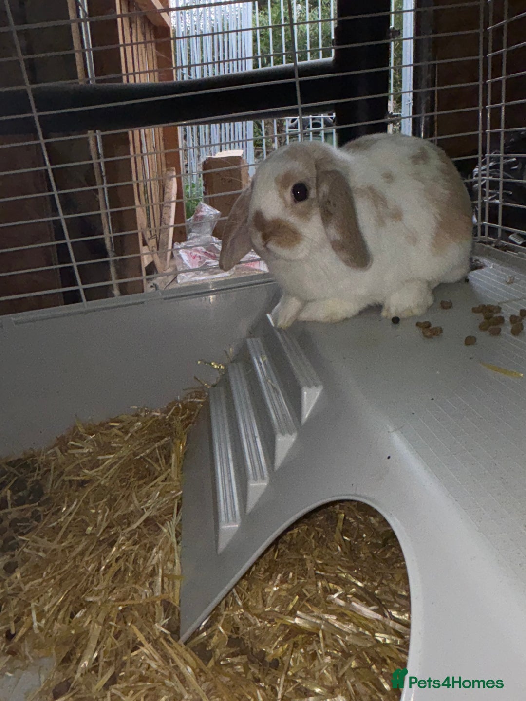 Dwarf Lop rabbits for sale: Boy dwarf mini pop and female lop - Image 3
