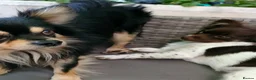Chihuahua dogs for stud: Stud chihuahua in Exmouth  - Advert 8