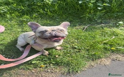 French Bulldog dogs for sale: 🐾 loving lilac fawn French bulldog 🐾  - Image 2