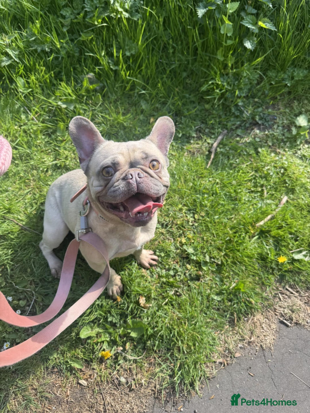 French Bulldog dogs for sale: 🐾 loving lilac fawn French bulldog 🐾  - Image 2