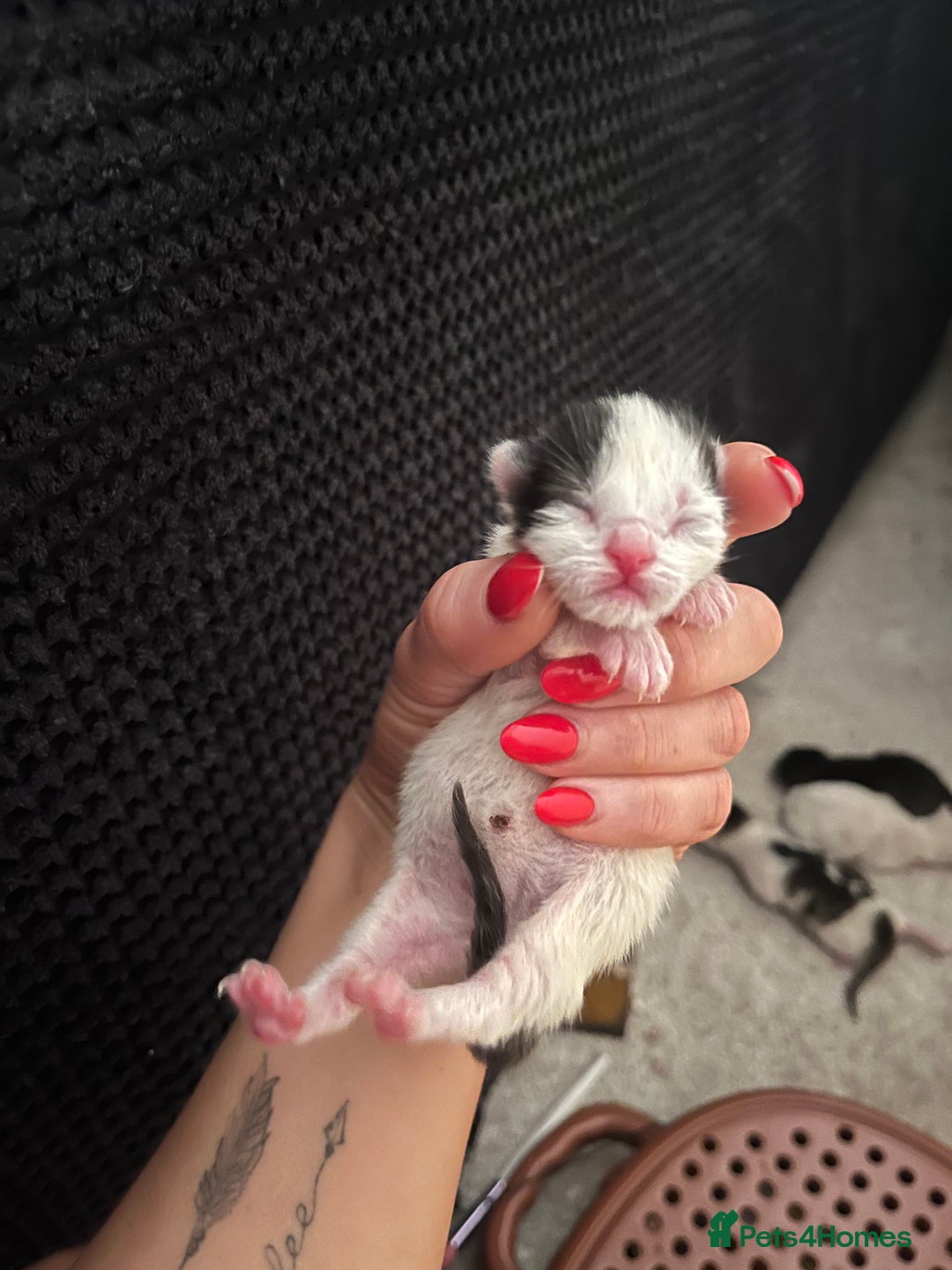 British Shorthair cats for sale: 4 stunning kittens for sale  - Image 7