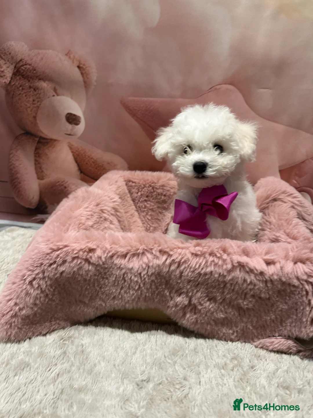 Bichon Frise dogs for sale: Pure Pedigree Champion Bloodline Bichon Frise  - Advert 5