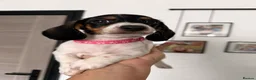 Dachshund dogs for sale: 4 adorable small dachshund girls available  - Advert 3
