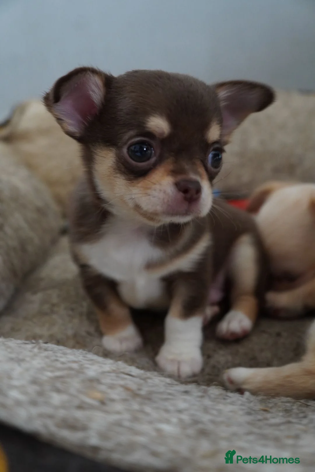 Chihuahua dogs for sale: 4 kc beautiful Russian chihuahuas  - Advert 2