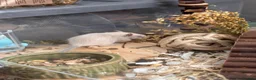 Gerbil rodents for sale: 2 female gerbil babies  - Advert 3