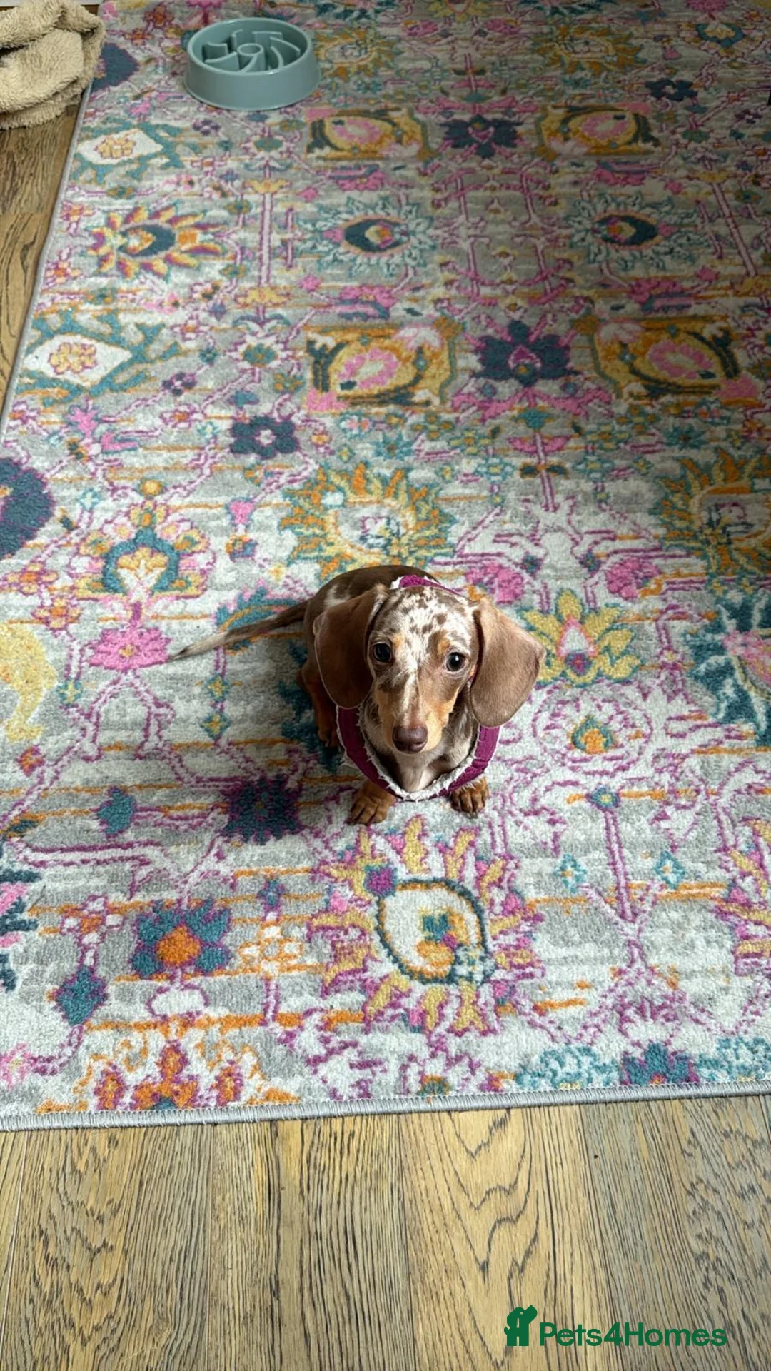 Miniature Dachshund dogs for sale: 6-month Miniature Dachshund for rehoming - Advert 2