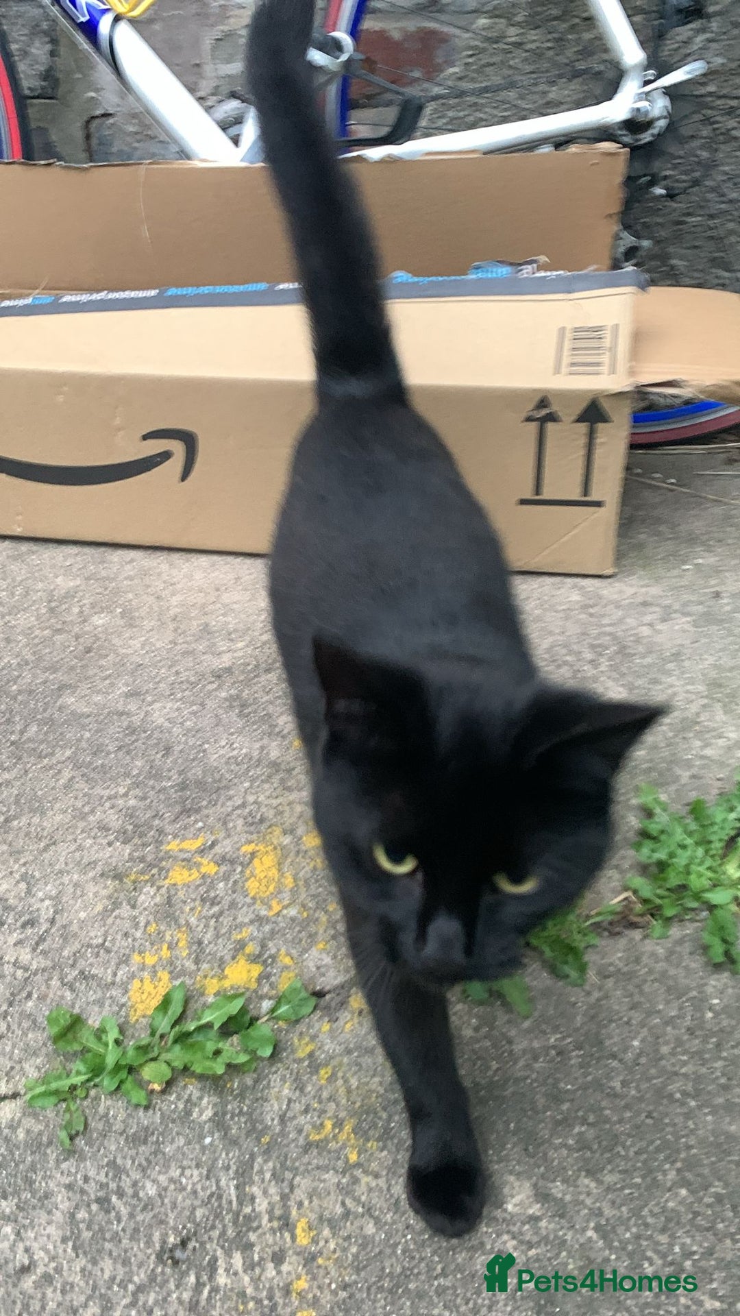 Mixed Breed cats for sale: Adult girl for adoption - Image 3