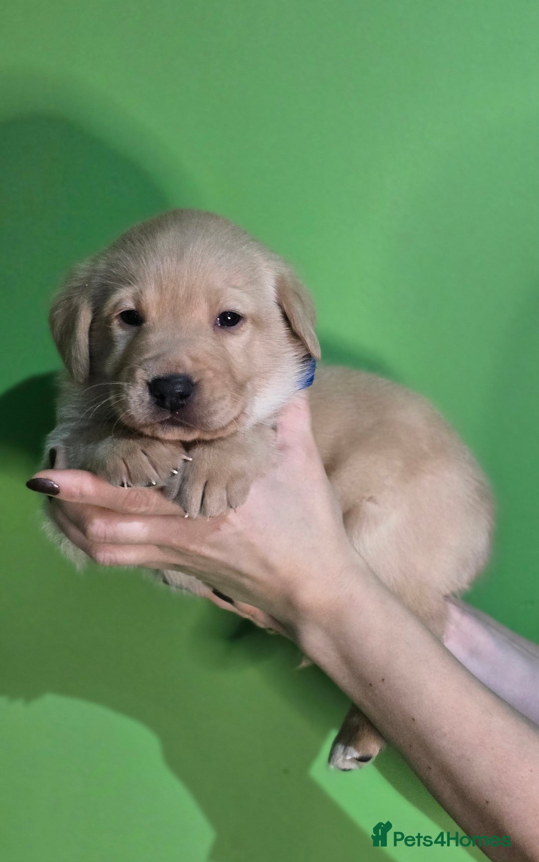 Labrador Retriever dogs for sale: Labrador puppies - Advert 8