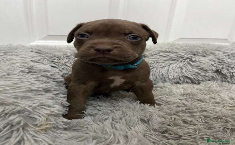 American Bull Staffy dogs - Advert 1