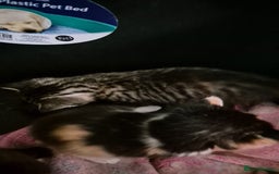 Mixed Breed cats for sale: Kittens for sale - Image 9