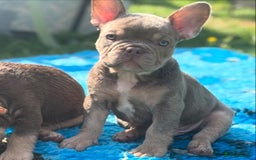 French Bulldog dogs for sale: 11 weeks old Isabella & tan carries fluffy RFG  - Image 1