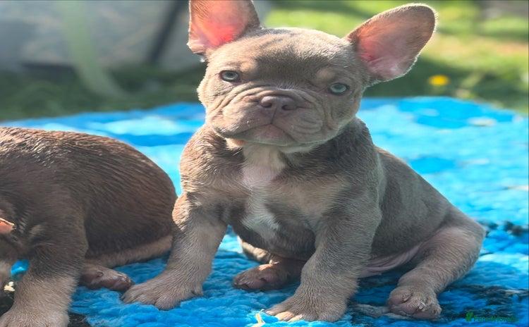 French Bulldog dogs - Advert 1