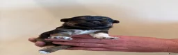 Patterjack dogs for sale: Patajack Puppies   - Advert 2