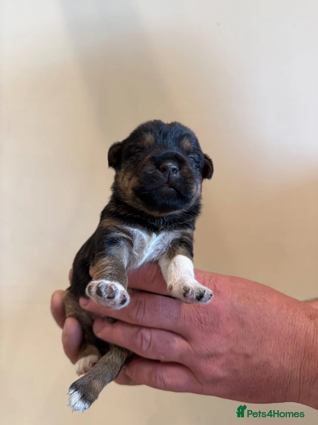 Patterjack dogs for sale: Patajack Puppies   - Advert 2