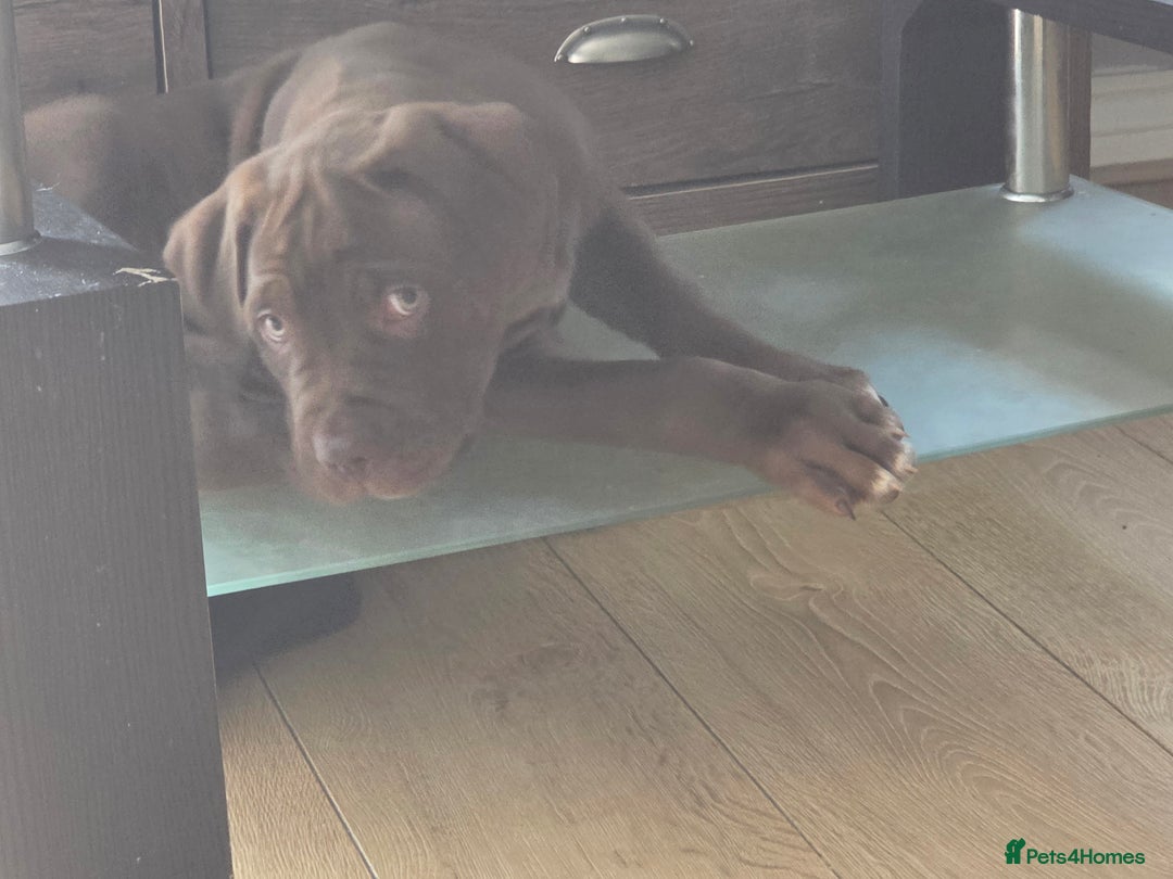 Cane Corso dogs for sale: Cane corso puppies  - Image 11
