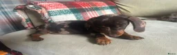 Miniature Dachshund dogs for sale: 4 miniature dachshunds - Advert 17