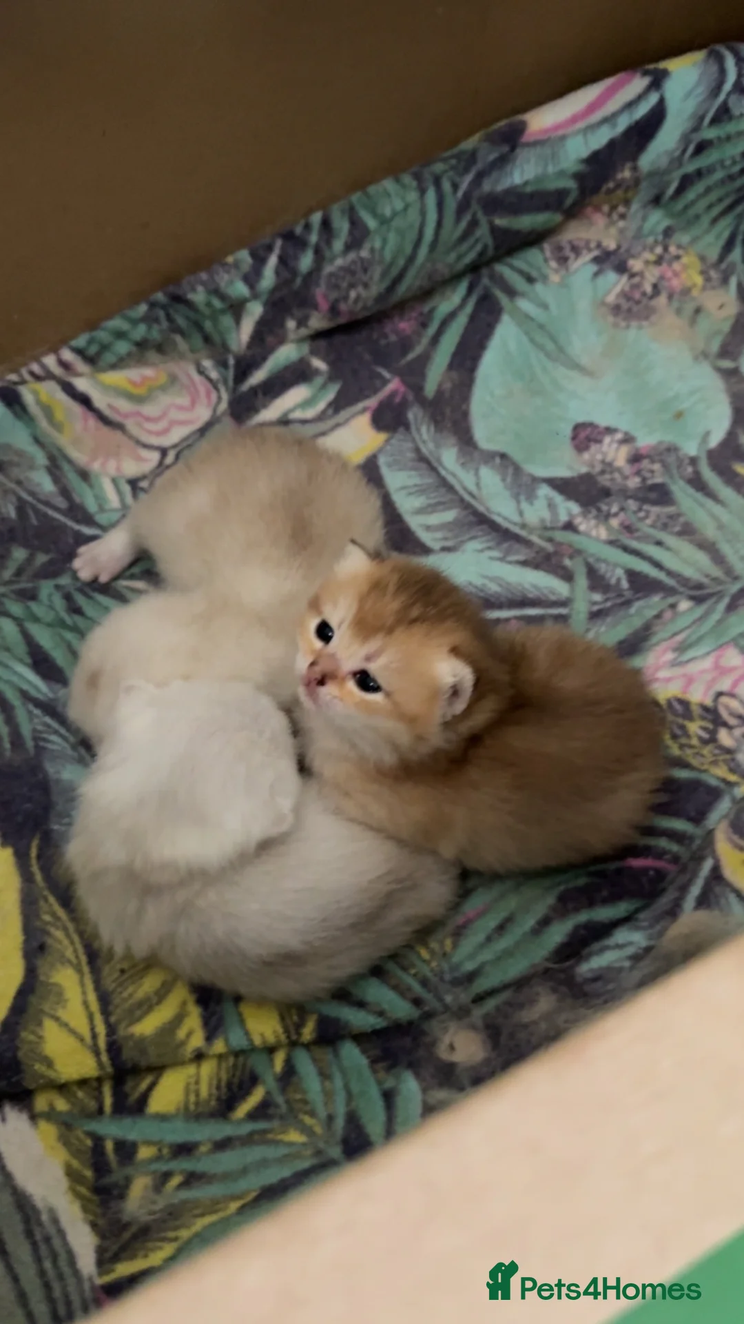 Scottish Fold cats for sale: ‼️READY TO RESERVE beautiful Scottish fold kittens - Advert 11