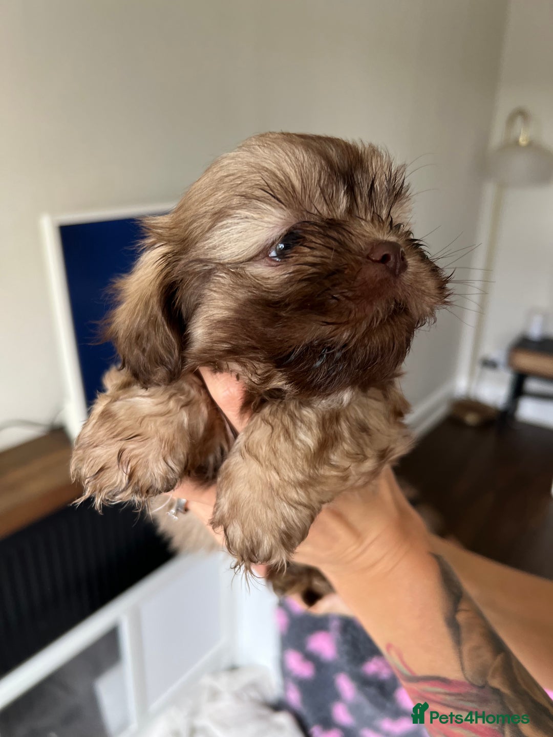 Shih Tzu dogs for sale: Imperial Shih Tzu for sale - Image 18