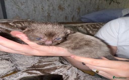 Mixed Breed cats for sale: 3 Gorgeous Girls - Image 7
