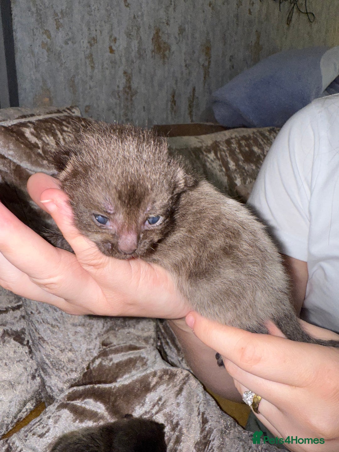 Mixed Breed cats for sale: 3 Gorgeous Girls - Image 7