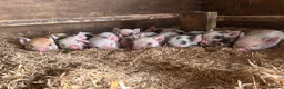 Pig livestock for sale: Gorgeous friendly mini pigs  - Advert 4
