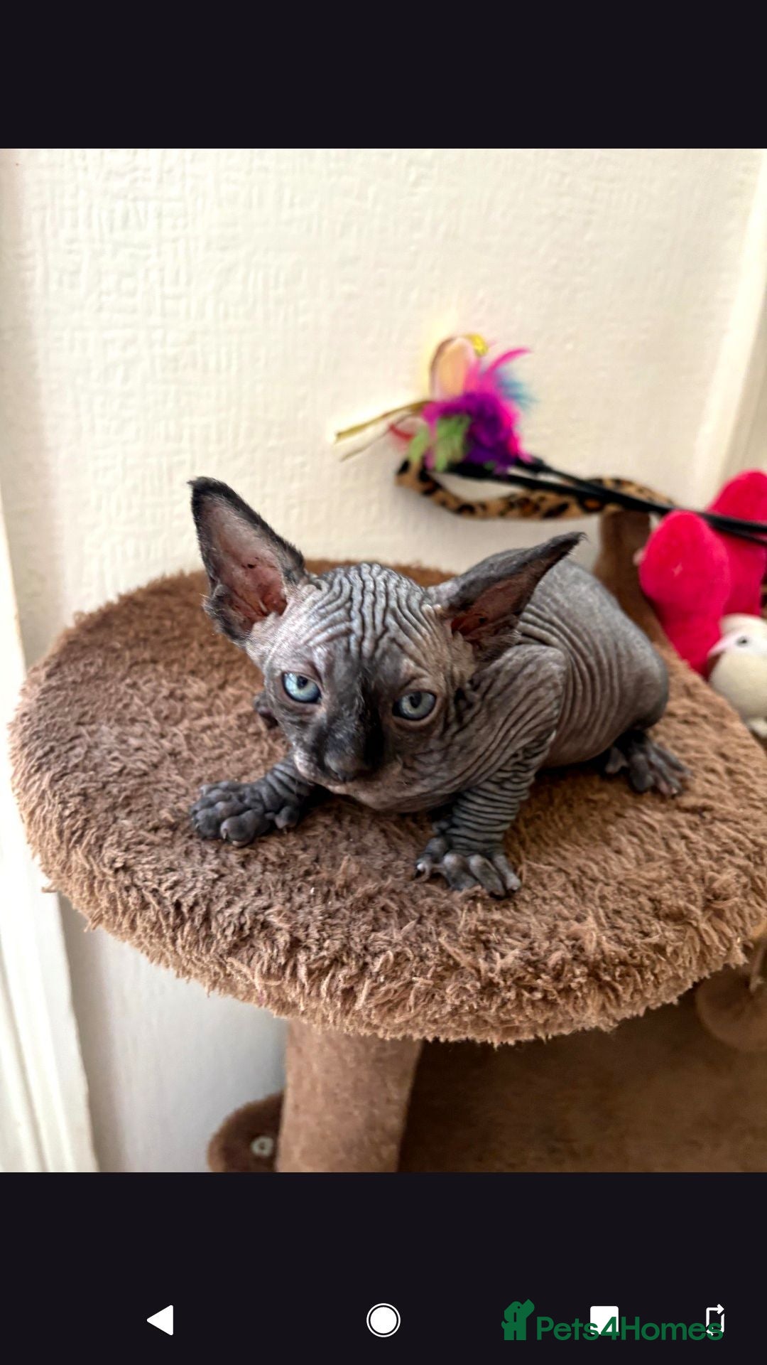 Sphynx cats Hurry up last black boy available for reservation - Advert 2