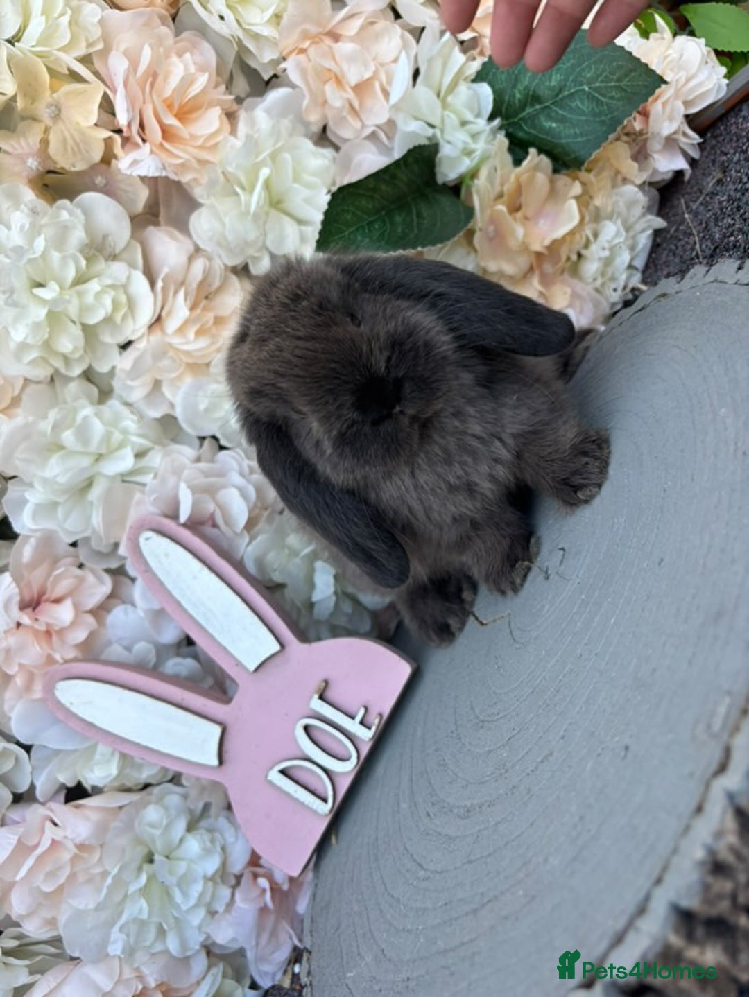 Mini Lop rabbits for sale: Stunning mini lop doe for sale 🫶🏻 - Advert 6