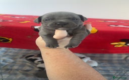 Staffordshire Bull Terrier dogs for sale: Staffordshire bull terriers  - Image 8