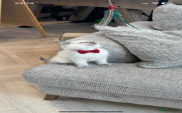 Ragdoll cats for sale: Beautiful 10-Week-Old Blue Point Ragdoll Kittens - Image 6