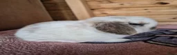 Mini Lop rabbits for sale: Baby Charlie Tri boy mini lop X Now Reserved X - Advert 1