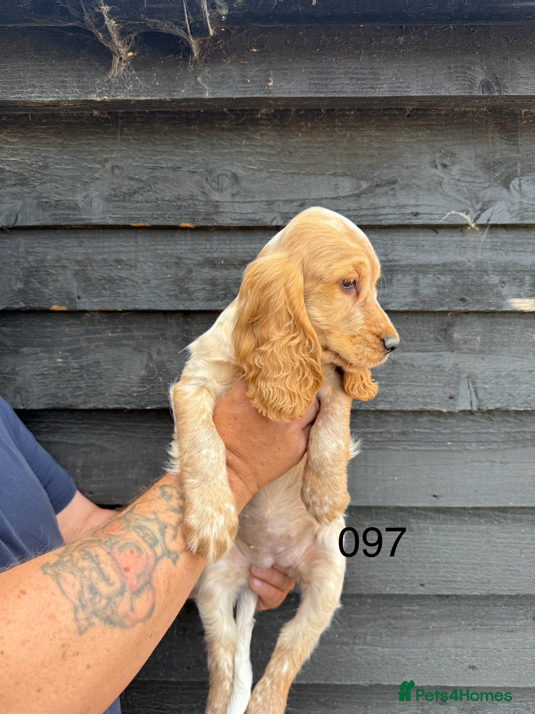 Cocker Spaniel dogs for sale: Fabulous Cocker Spaniel Pupies - Image 6