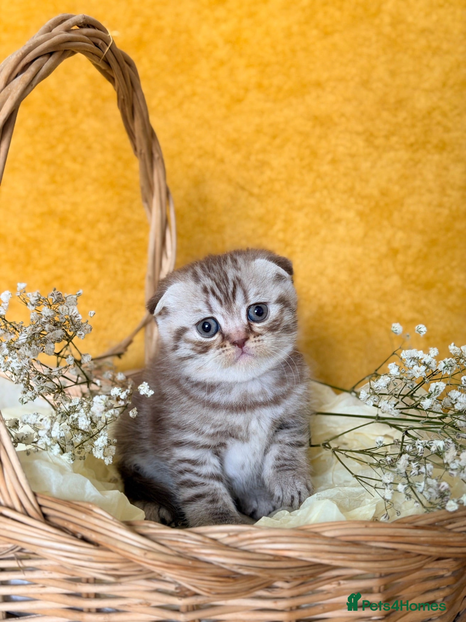 Scottish Fold cats Scottish Fold Kittens - Advert 3