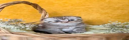 Scottish Fold cats for sale: Scottish Fold Kittens - Advert 1