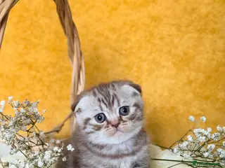 Scottish Fold cats Scottish Fold Kittens - Advert 3