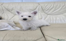 West Highland Terrier dogs for sale: KC REGISTERED WEST HIGHLAND TERRIERS - Image 19