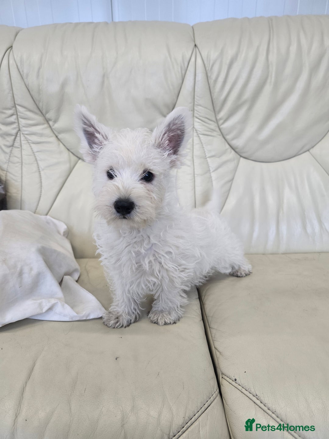 West Highland Terrier dogs for sale: KC REGISTERED WEST HIGHLAND TERRIERS - Image 19