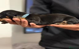 Miniature Dachshund dogs for sale: Minature dachshund puppies - Image 11