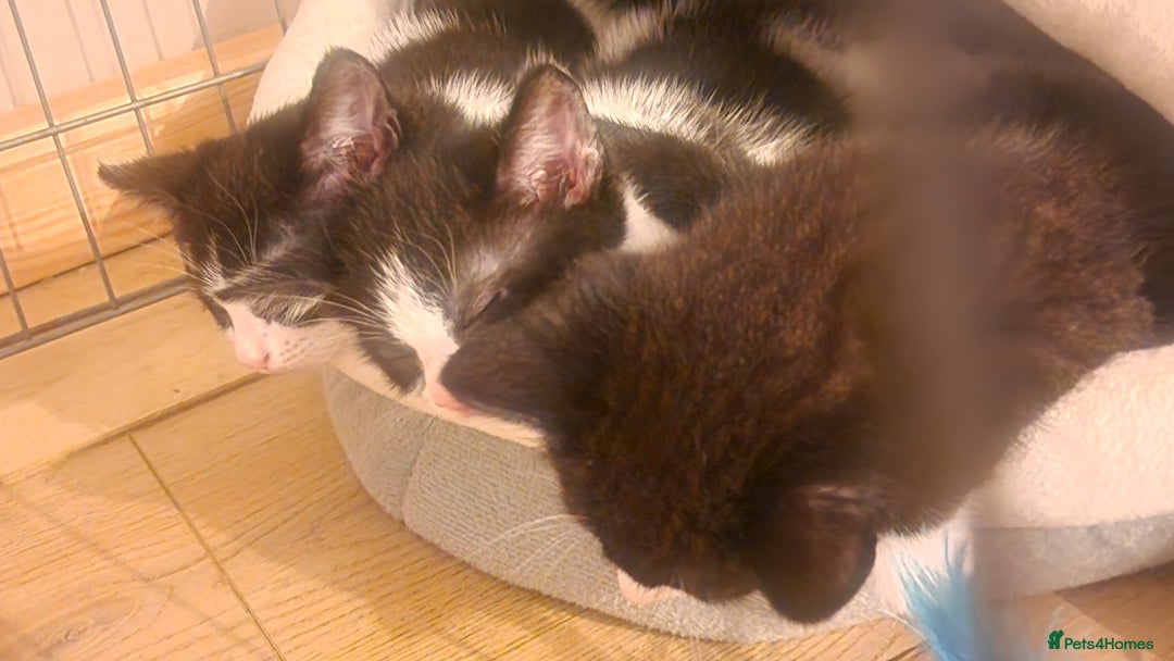 Mixed Breed cats for sale: 1 black and white kitten  - Image 7