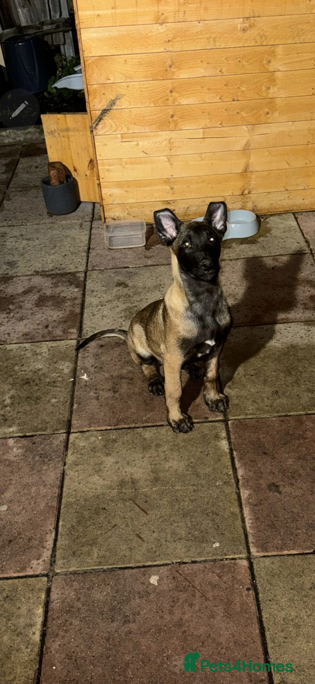 Belgian Shepherd Dog dogs for sale: Kabus - Advert 4