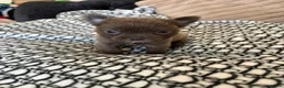 Mixed Breed dogs for sale: Frenchies x Pomeranian puppies - Advert 10