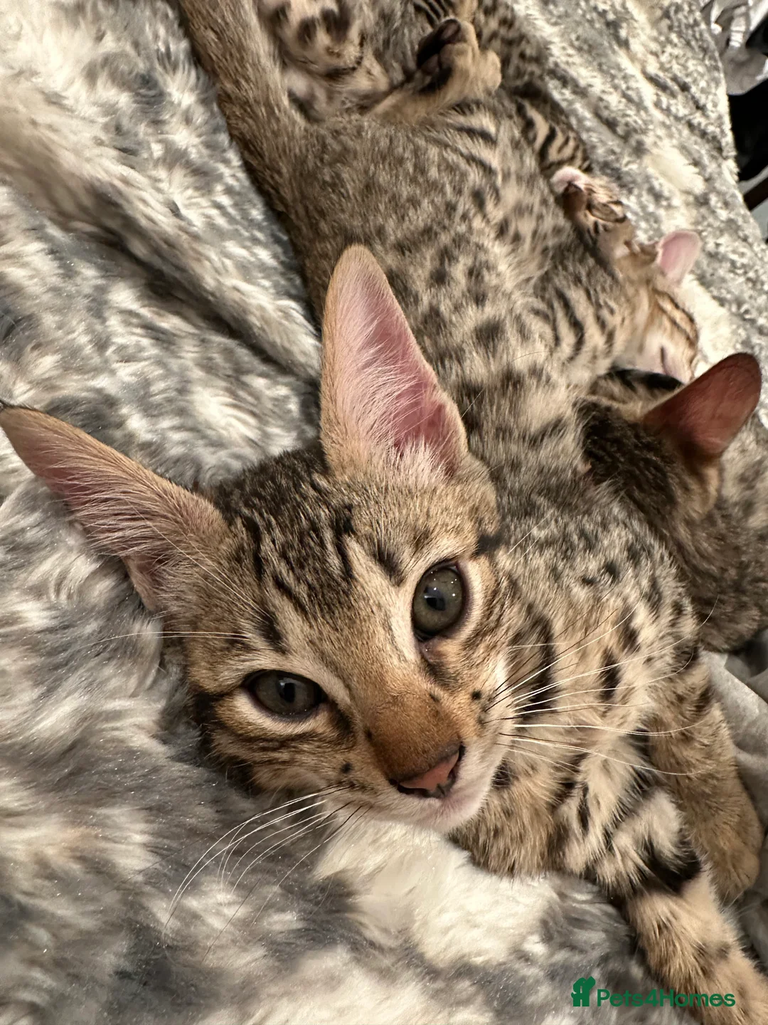 Bengal cats for sale: Sepia Bengal X Savannah kittens Extremely rare  - Advert 7