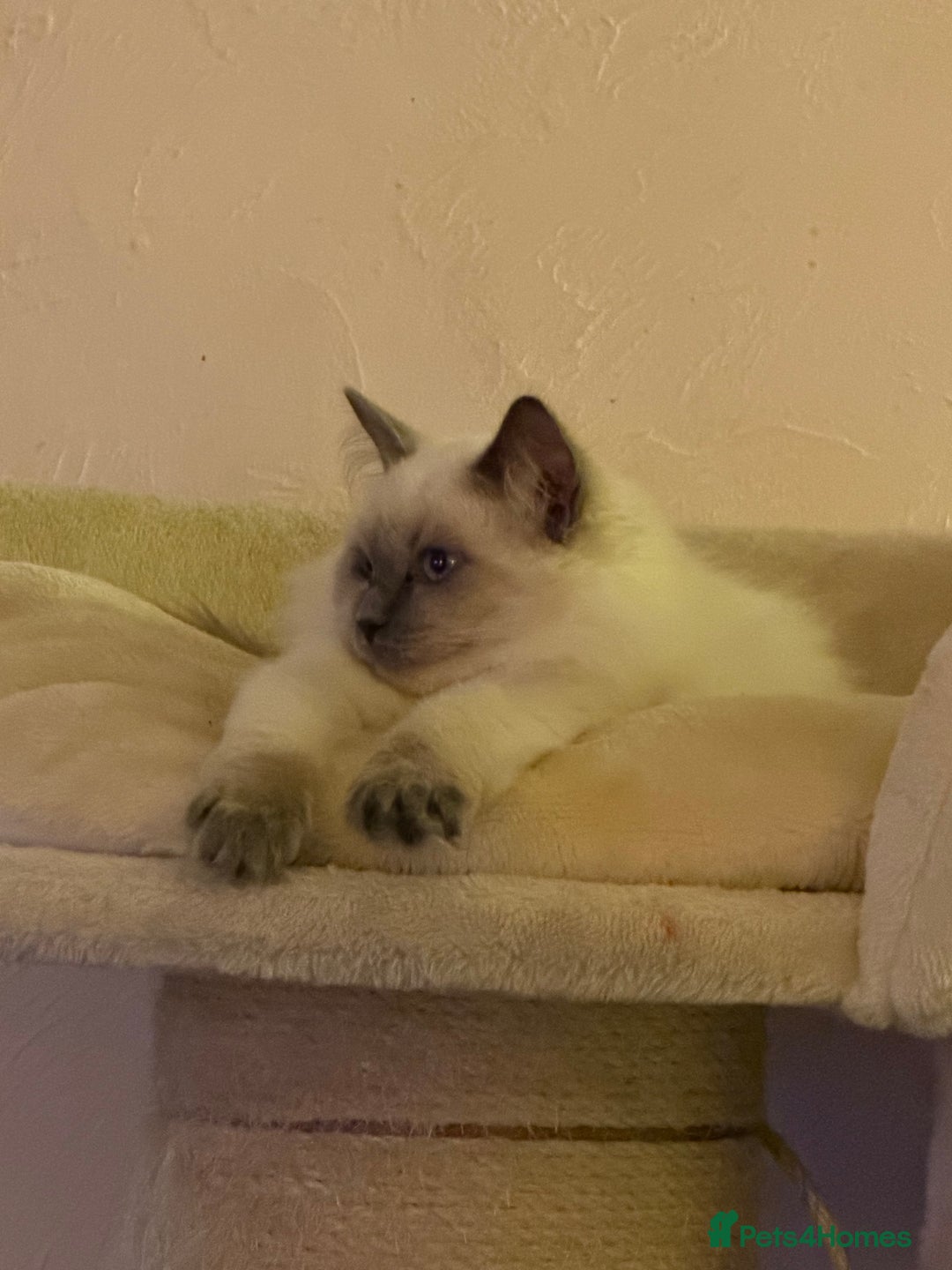 Ragdoll cats for sale: Beautiful ragdoll - Advert 1