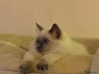 Ragdoll cats Beautiful ragdoll - Advert 10