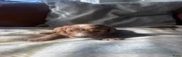 Mixed Breed dogs for sale: Aussie Labradoodle Puppies arrived 28/08/26 - Advert 34