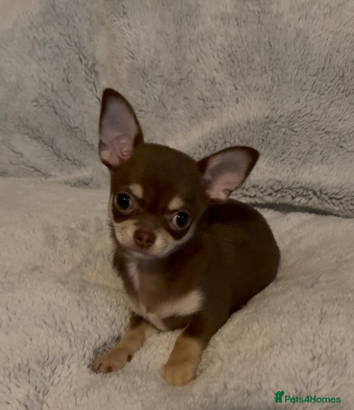 Chihuahua dogs chihuahuas stunning cute babys wow!! - Advert 2