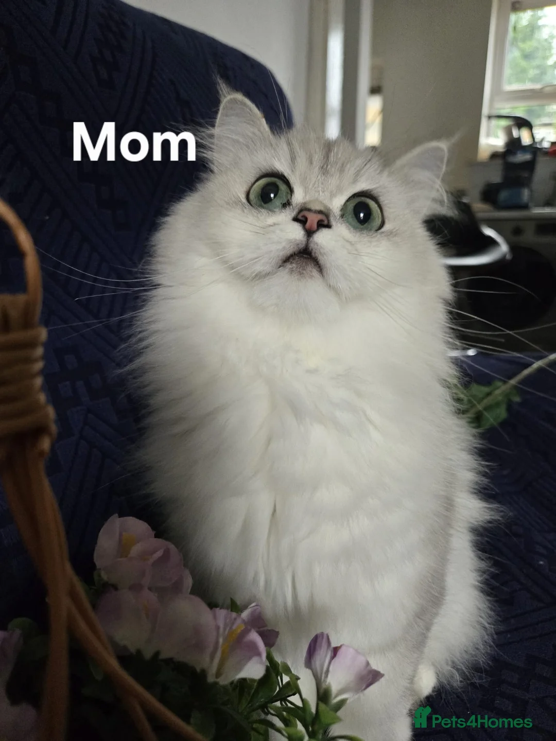 Persian cats for sale: Beautiful chinichilla babies ❤️ - Advert 2