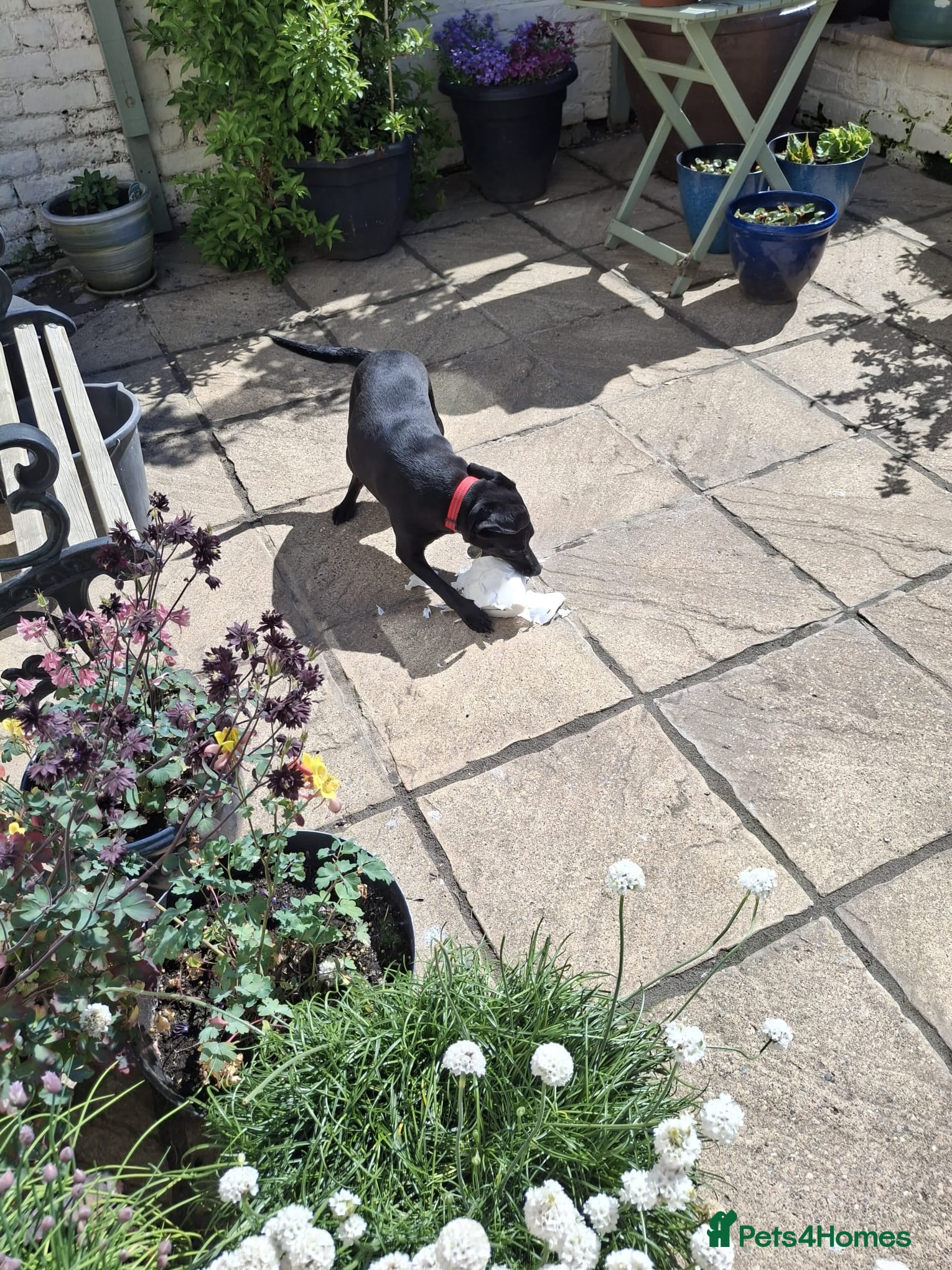 Mixed Breed dogs BAHAR - Advert 6
