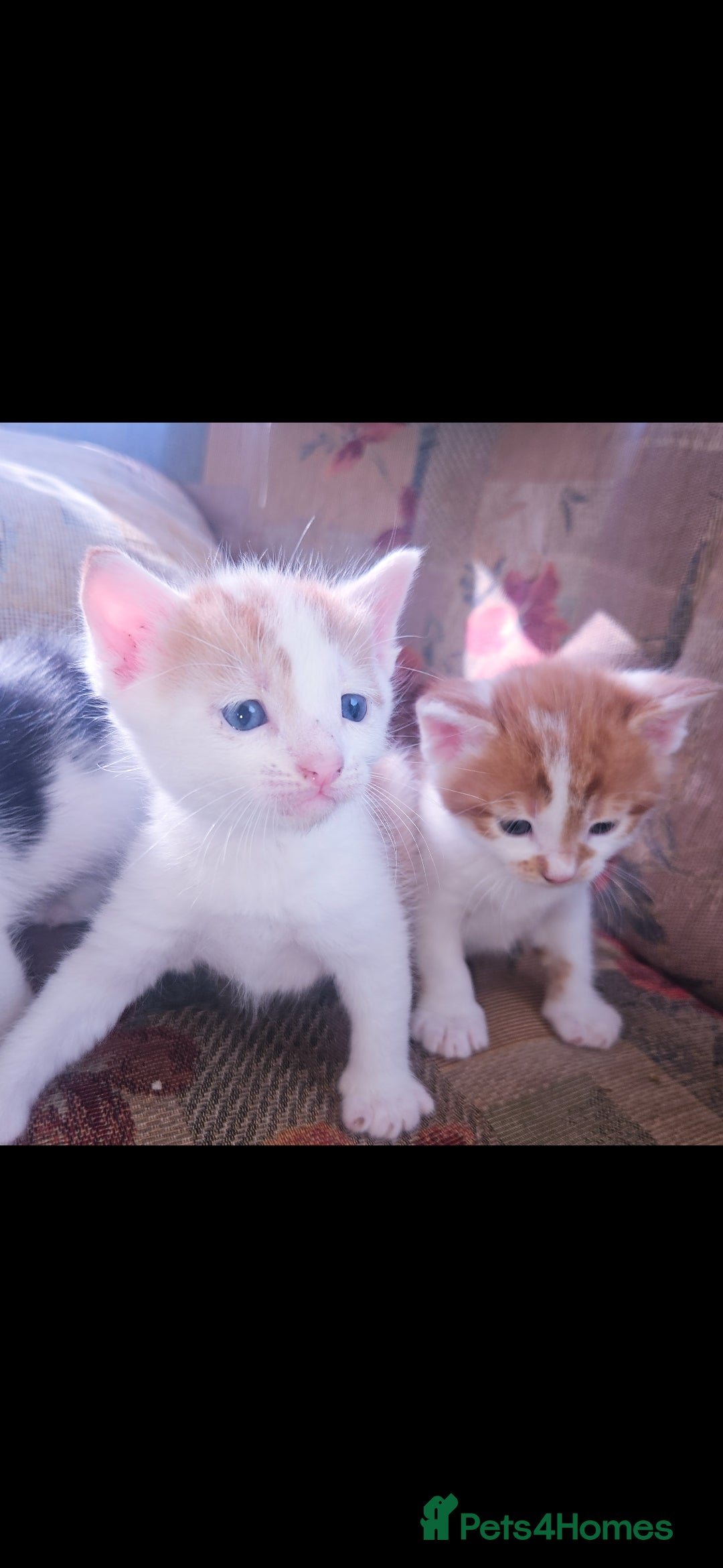 Mixed Breed cats for sale: kittens for sale  - Image 9