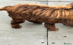 Cocker Spaniel dogs for sale: 🐾🐶 SHOW TYPE COCKER SPANIELS🐶🐾 - Image 4